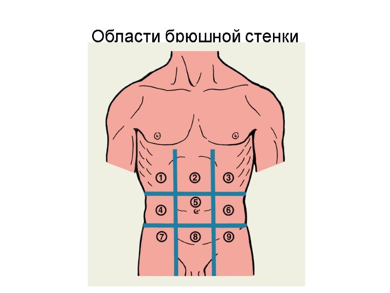 Области брюшной стенки